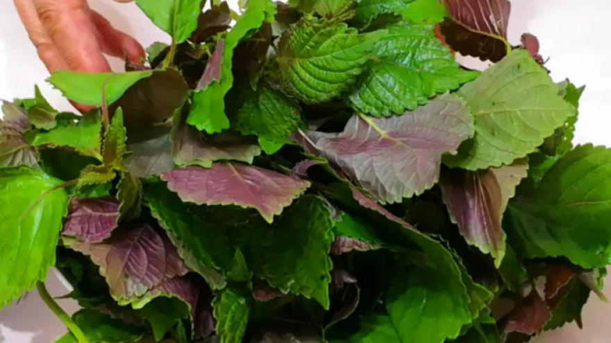 3 nhóm người không nên ăn nhiều lá tía tô