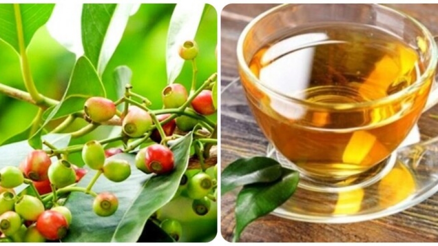 Bài thuốc chữa bệnh từ lá vối