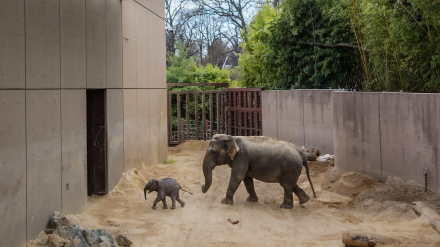 Hàng ngàn người tới xem voi con Linh Mai ra mắt tại Washington