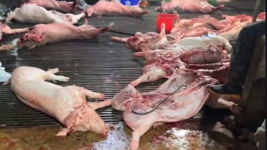 Công an Hà Nội truy 300 tấn lợn bệnh đã vào những đơn vị và bếp ăn tập thể nào