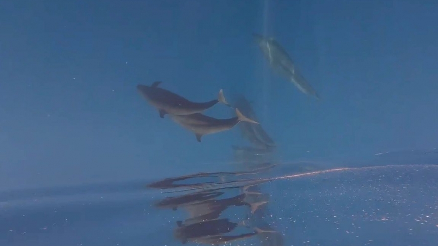 Rare whale pod of over 100 spotted near Phu Quy Island