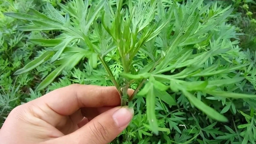 Việt Nam có "vua thảo mộc” không chăm vẫn mọc đầy vườn, ăn vào khỏe lâu sống thọ