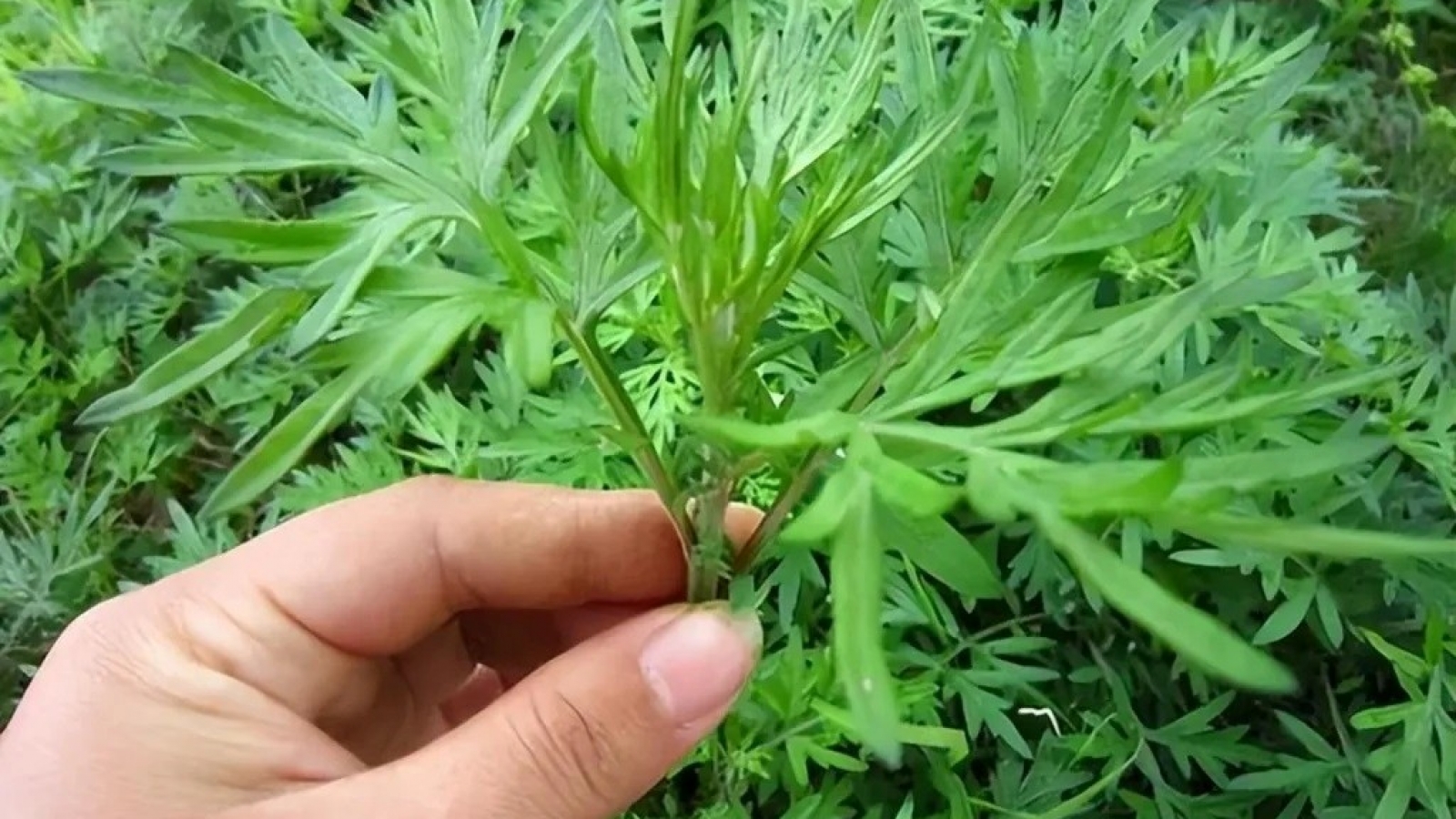 Việt Nam có "vua thảo mộc” không chăm vẫn mọc đầy vườn, ăn vào khỏe lâu sống thọ