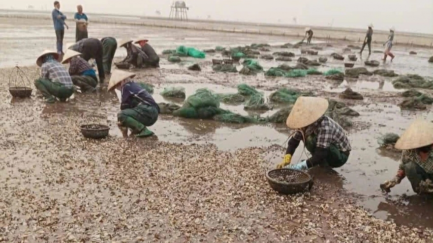 Ngao chết hàng loạt ở xã ven biển Hưng Yên