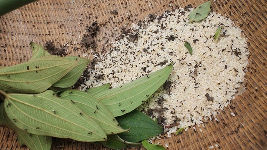 Săn trứng kiến kiếm tiền triệu mỗi ngày ở vùng núi Quảng Trị