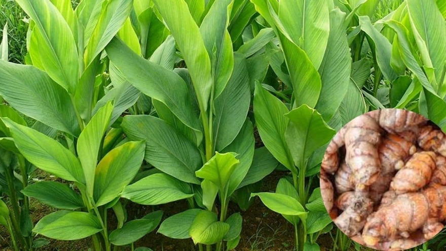 Cây thuốc quý chẳng chăm bón vẫn mọc đầy vườn, dùng mỗi ngày bổ dưỡng đủ đường