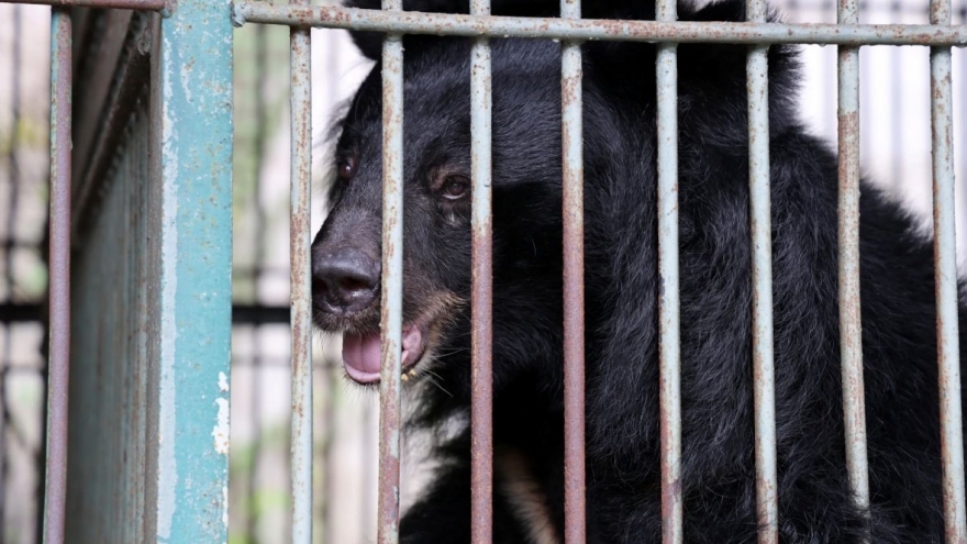 Đưa 4 con gấu nuôi nhốt ở TP.HCM về Vườn quốc gia Bạch Mã