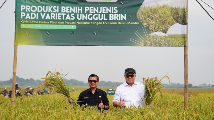 Indonesia canh tác các giống lúa đột biến từ công nghệ chiếu xạ hạt nhân