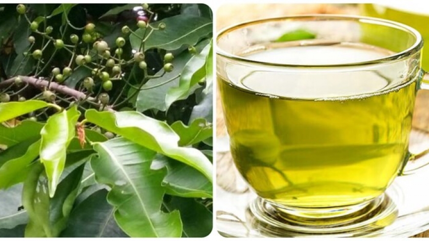 Uống nước lá vối tươi mỗi ngày có tốt không?