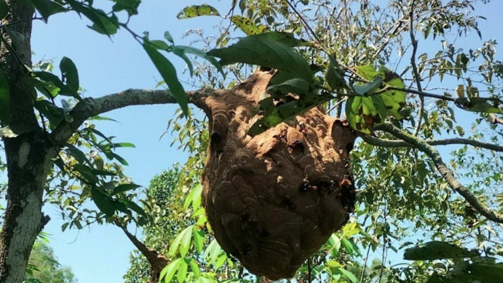 Săn loài côn trùng “sát thủ” kiếm tiền triệu mỗi ngày