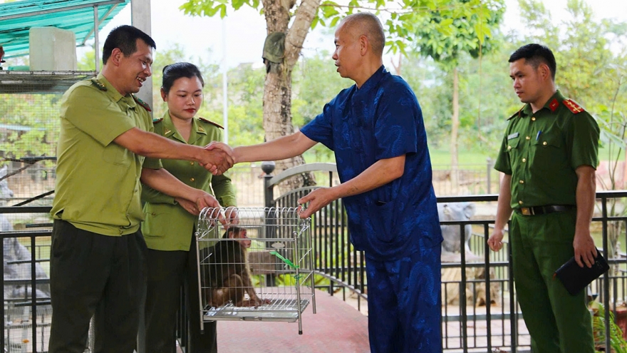 Lào Cai: Người dân tìm thấy cá thể khỉ mặt đỏ, bàn giao cho cơ quan chức năng