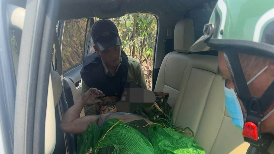 5 người thương vong vì bị ong đốt trong lúc kiểm tra rừng