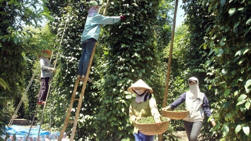 Vietnam’s pepper exports jump over 30% in Q1 2026