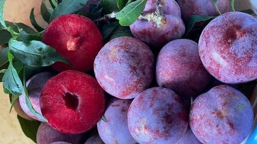 “Nữ hoàng trái cây” đang vào mùa, tưởng ăn vui lại bổ dưỡng đáng kinh ngạc