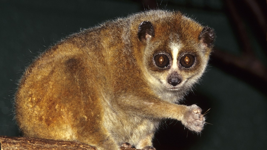 Four new endangered species discovered in northern Vietnam