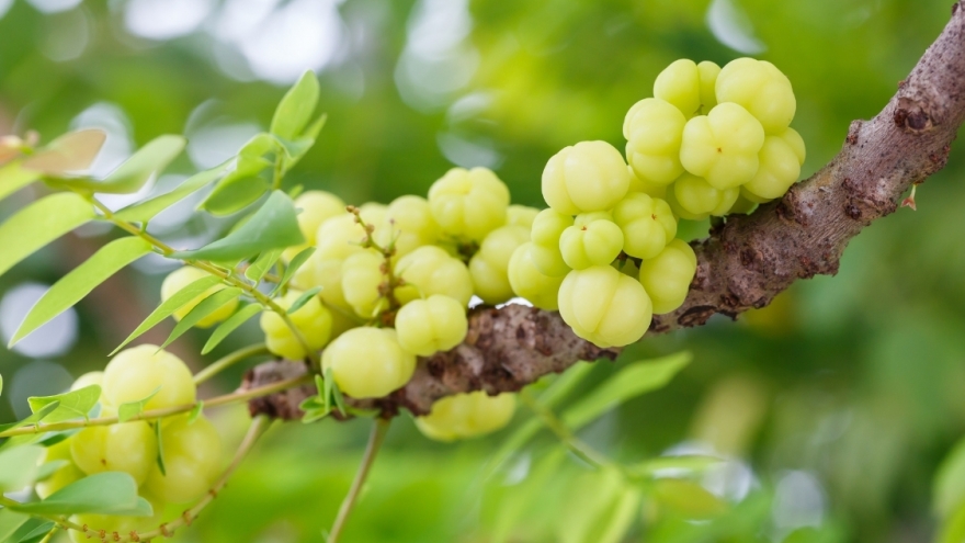 Loại quả từng rụng đầy bờ rào, nay “lột xác” thành đặc sản