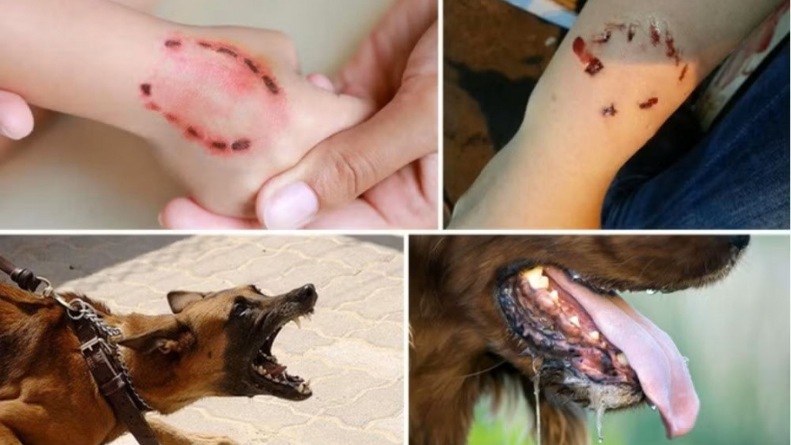 Ho Chi Minh City issues rabies alert amid three deaths