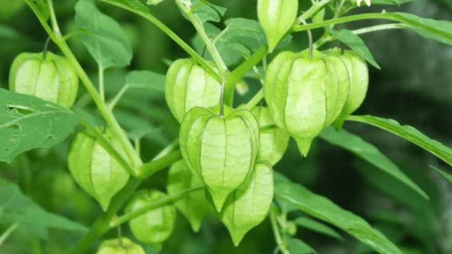 Rau tầm bóp có gì đặc biệt mà được nhiều người yêu thích?