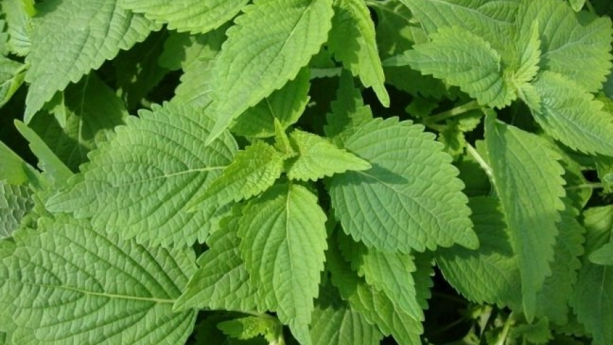 Việt Nam có cây thuốc quý không chăm vẫn mọc um tùm, bổ dưỡng chẳng kém nhân sâm