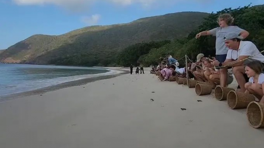 Over 5,600 sea turtle hatchlings released into the sea at Con Dao National Park