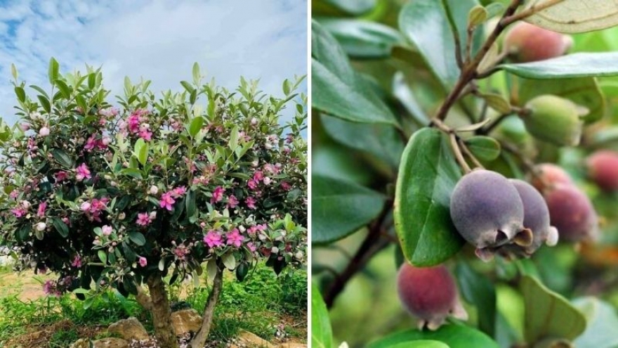 Ít người biết quả sim rừng tốt cho sức khỏe thế nào?