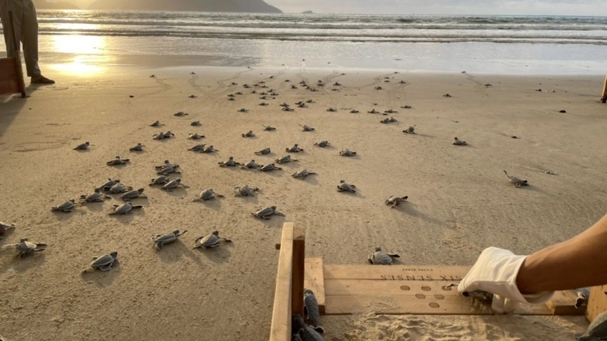 Con Dao among world’s top 7 destinations for sea turtle releases