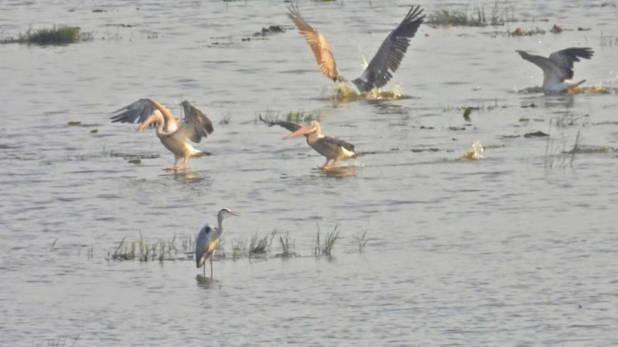 Endangered spot-billed pelicans return to Tram Chim after six-year absence