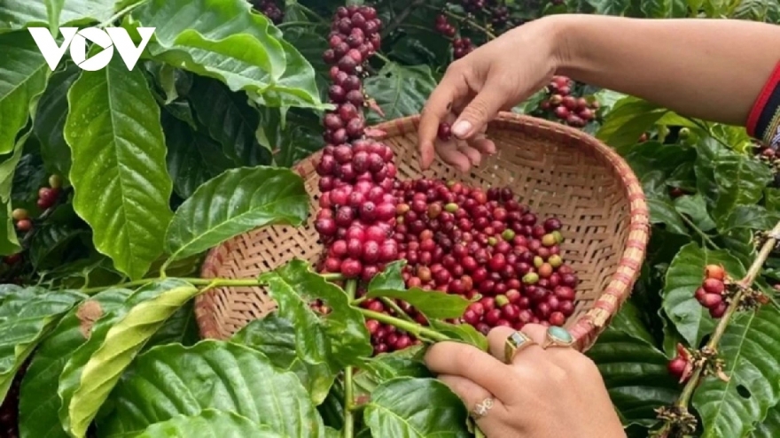 Giá cà phê hôm nay 2/4: Giá cà phê thế giới tăng - giảm trái chiều