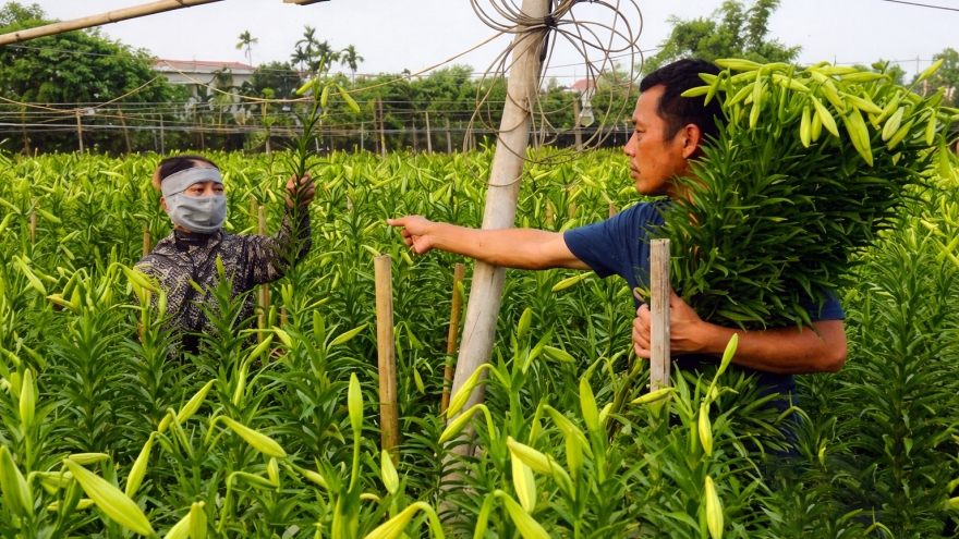 Lily harvest in full swing in Hanoi’s Tay Tuu flower village