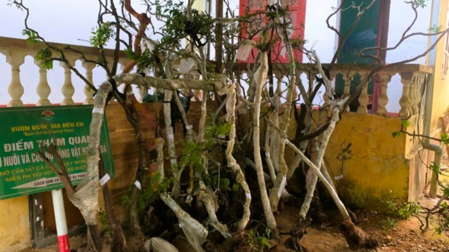 Thu giữ hơn 100 cây muội hồng tại vườn một nhà dân tại Thanh Hoá