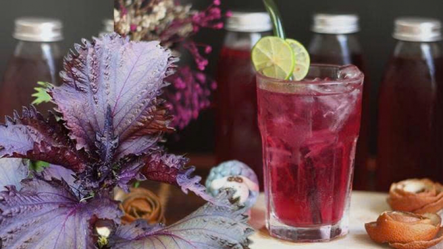 Nước lá tía tô: Sự thật về lợi ích và những người không nên uống