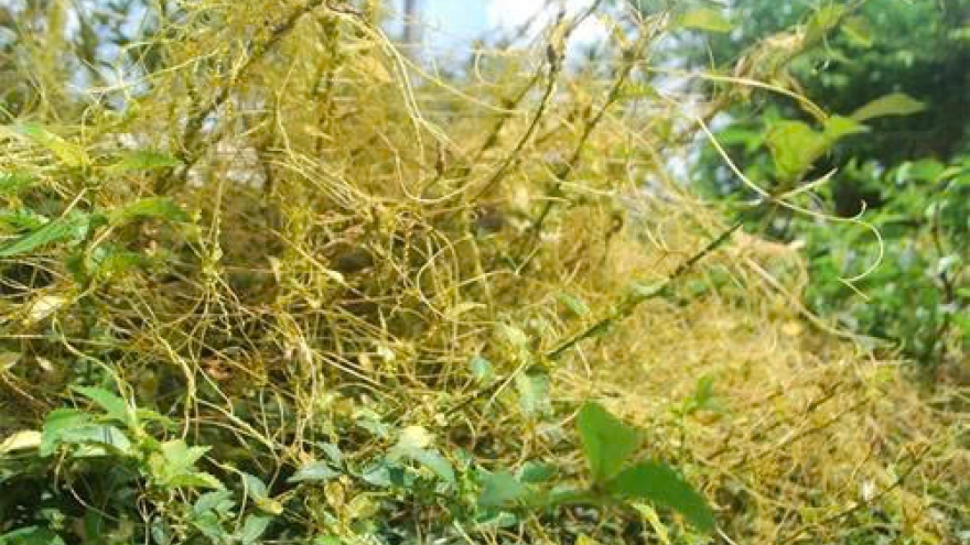 Công dụng bất ngờ của dây tơ hồng vàng đối với sức khỏe nam giới