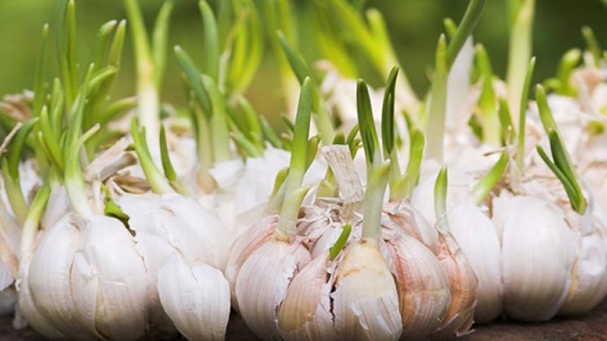 Tỏi mọc mầm - Lợi ích và lưu ý bạn nên biết