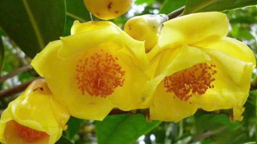 Trà hoa vàng có gì đặc biệt? Công dụng ít người biết