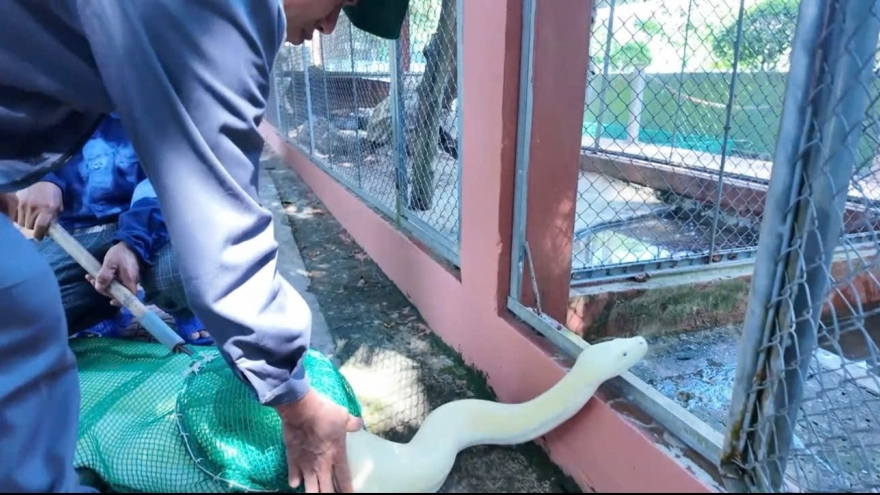 Xuất hiện trăn bạch tạng quý hiếm ở Chợ Gạo, Đồng Tháp