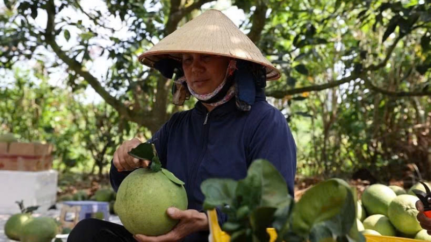 Australia announces import conditions for Vietnamese pomelos