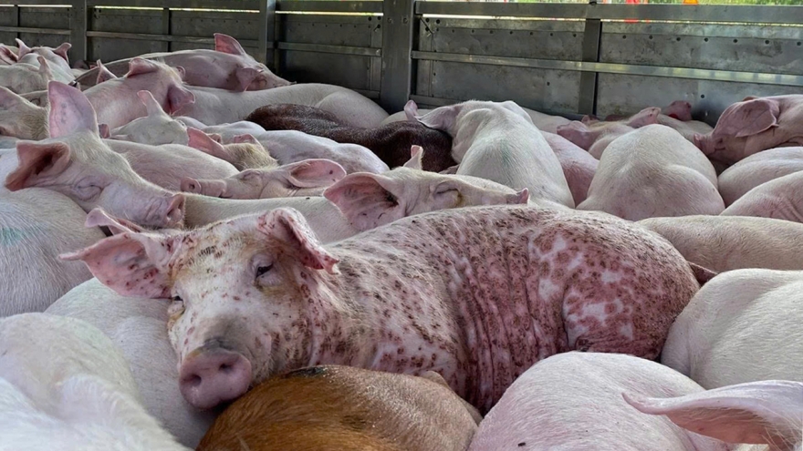 Vụ lợn bệnh vẫn có giấy kiểm dịch: Đơn vị trung gian có phải chịu trách nhiệm?