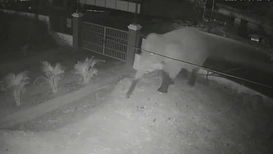 Wild elephant breaks into school in Son La, students remain safe