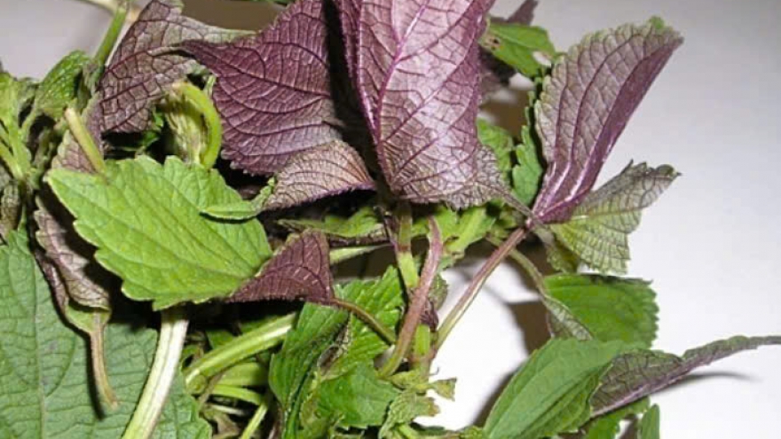 Uống nước lá tía tô có tác dụng gì?