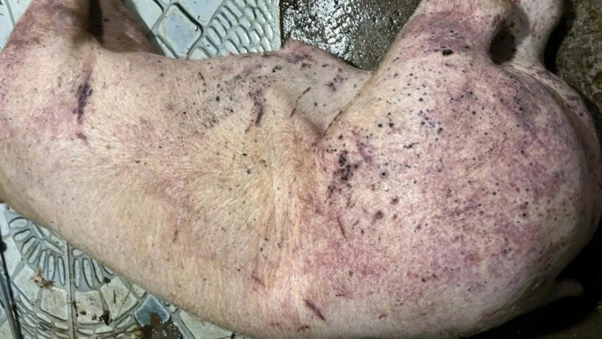 Thịt lợn bệnh vào trường học: Phụ huynh tăng giám sát bếp ăn trong nỗi sợ mơ hồ