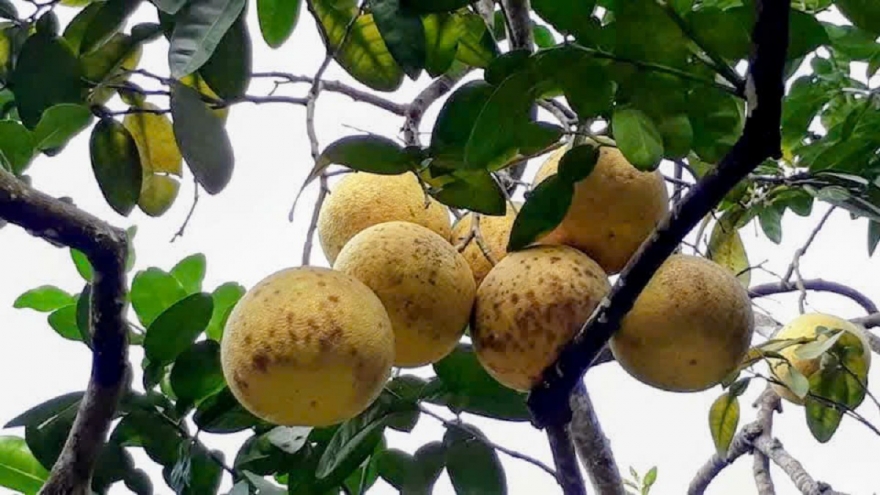 Phú Thọ có trên 4.200 ha cam, bưởi đặc sản có thương hiệu, chỉ dẫn địa lý