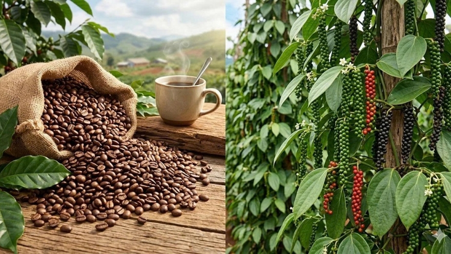 Giá cà phê hôm nay 15/4: Cà phê trong nước và thế giới đồng loạt tăng