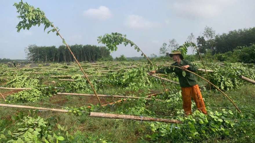 Gần 3.000 trụ tiêu gãy đổ sau cơn mưa lớn kéo dài 3 giờ tại Đồng Nai