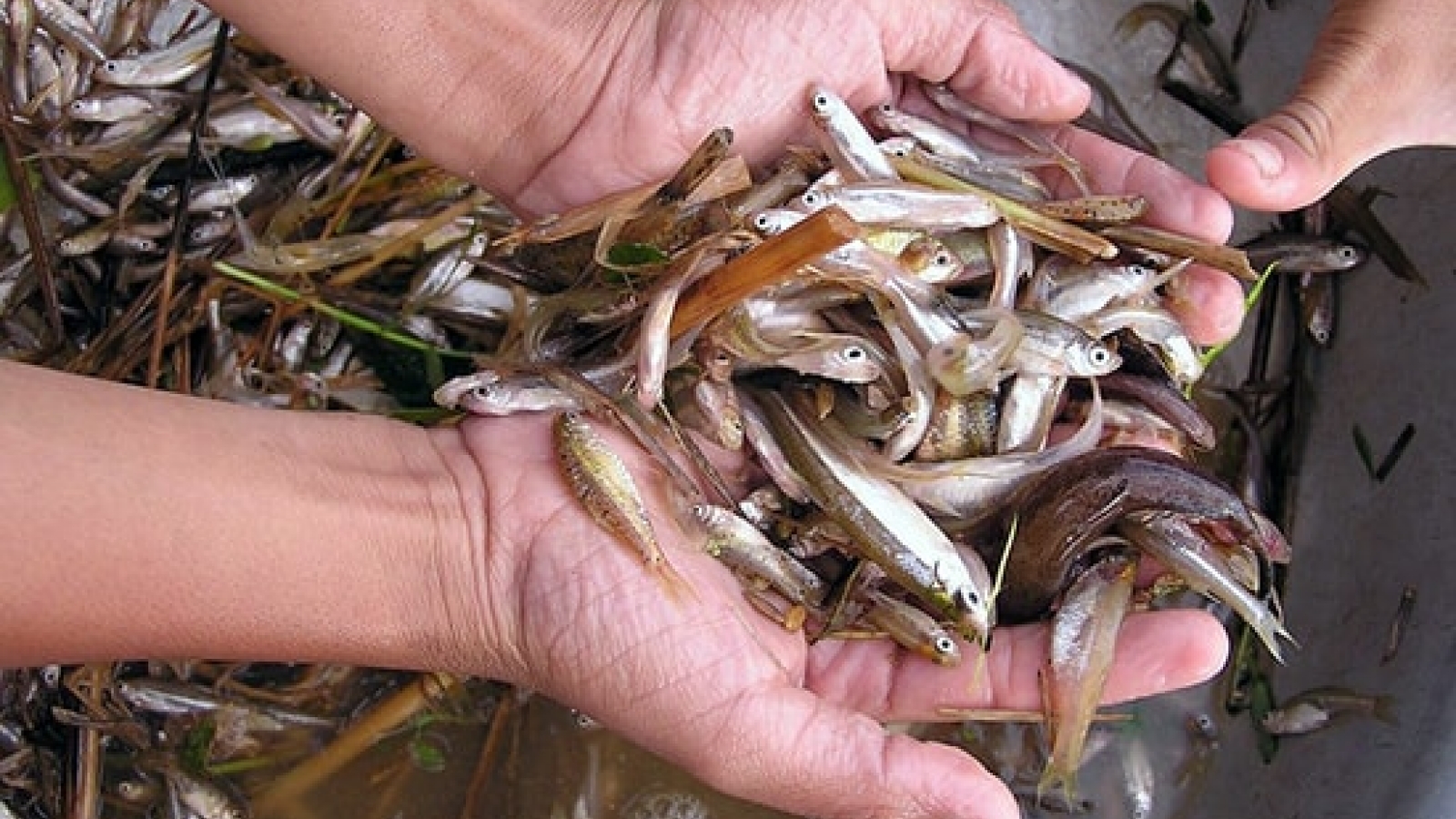 Loại cá nhỏ cuối mùa nước lũ thành đặc sản đắt giá