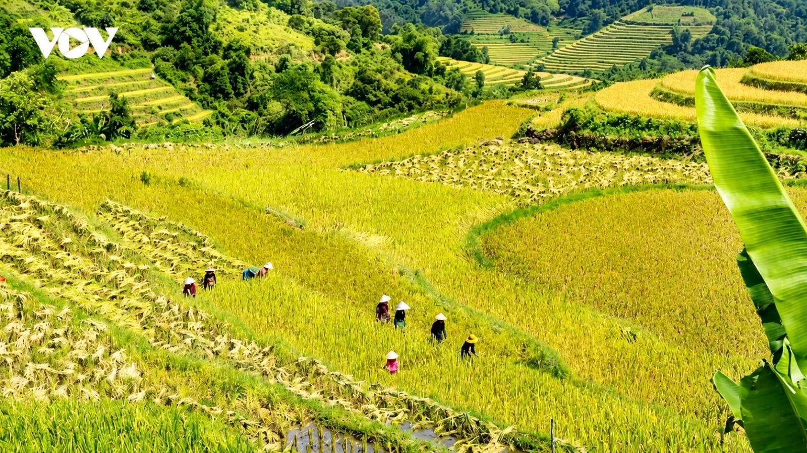 Pu Luong golden rice season draws travelers seeking peaceful mountain escapes