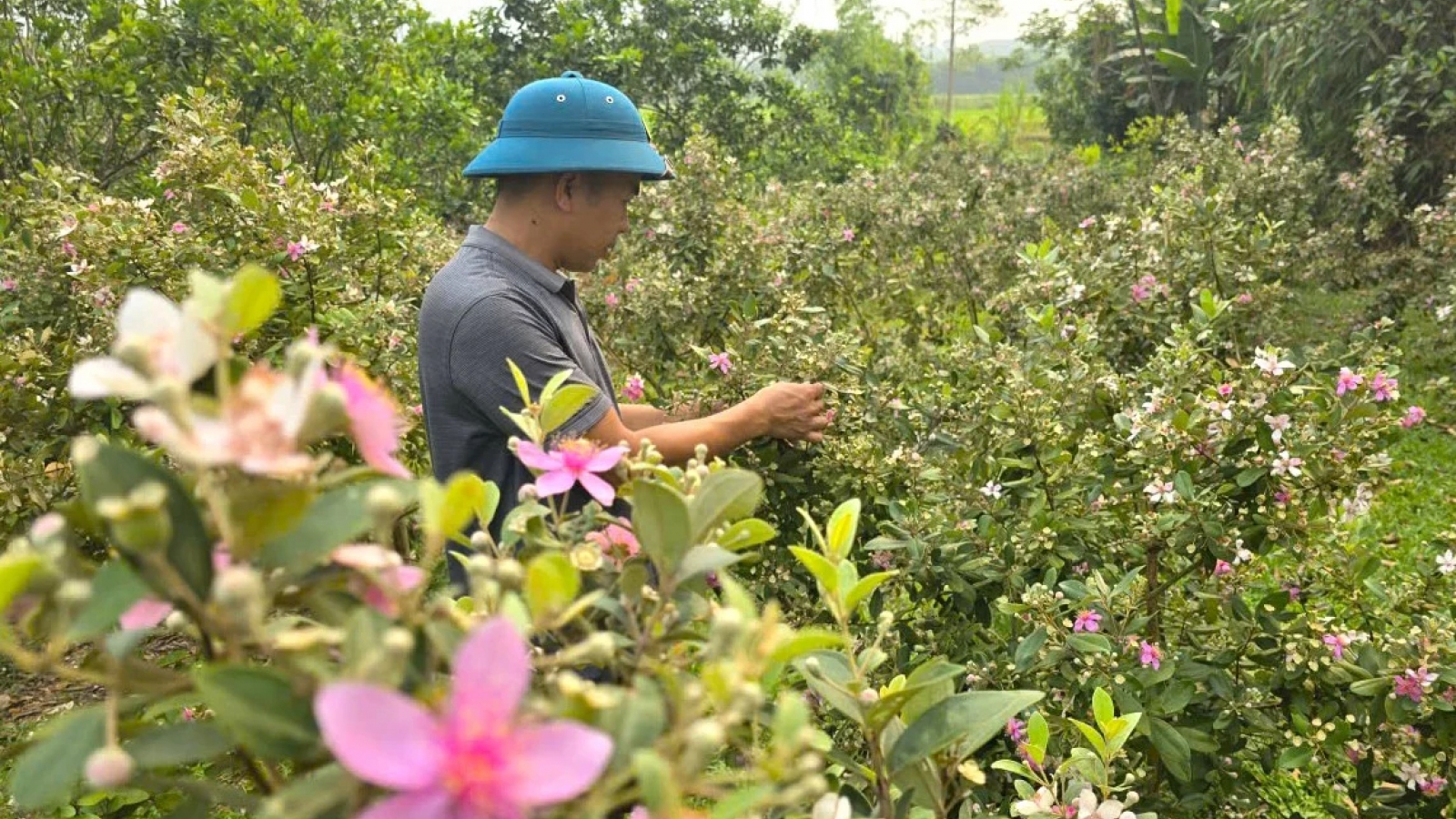 Cây sim giúp nông dân Nghệ An thu tiền triệu mỗi vụ