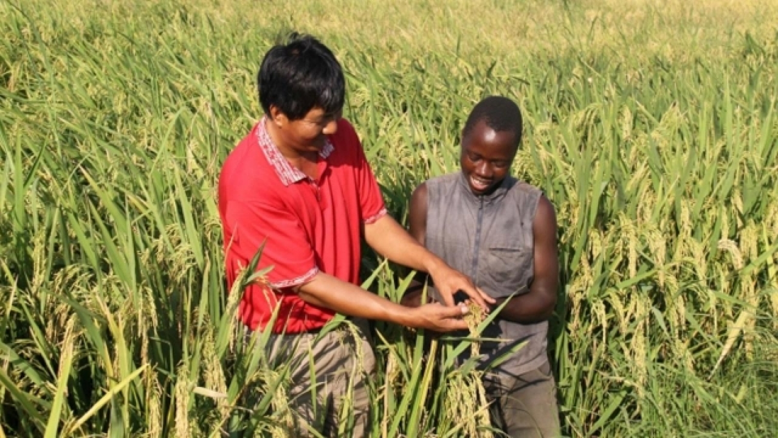 Vietnam looks to stronger ties with Africa for sustainable development