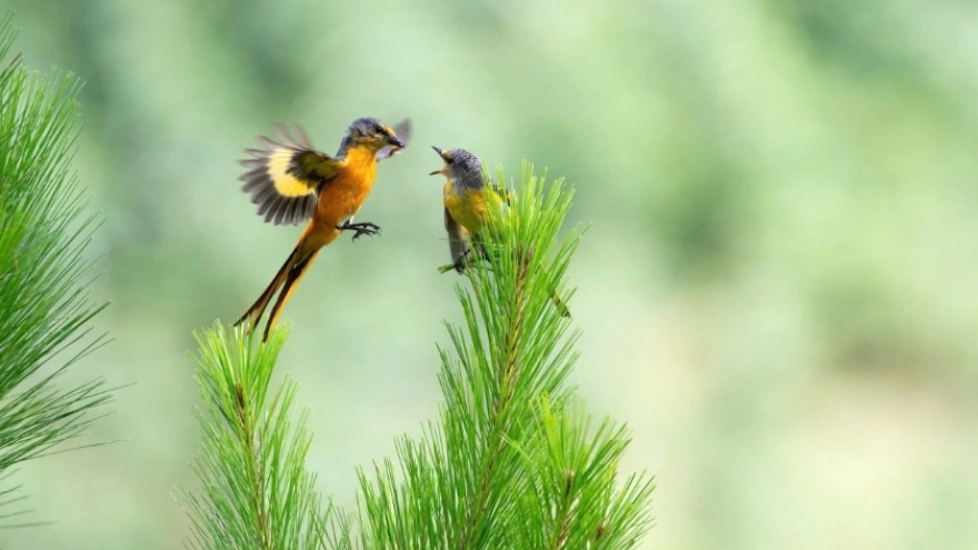 Vietnam BirdRace 2026 connects birdwatchers and nature lovers