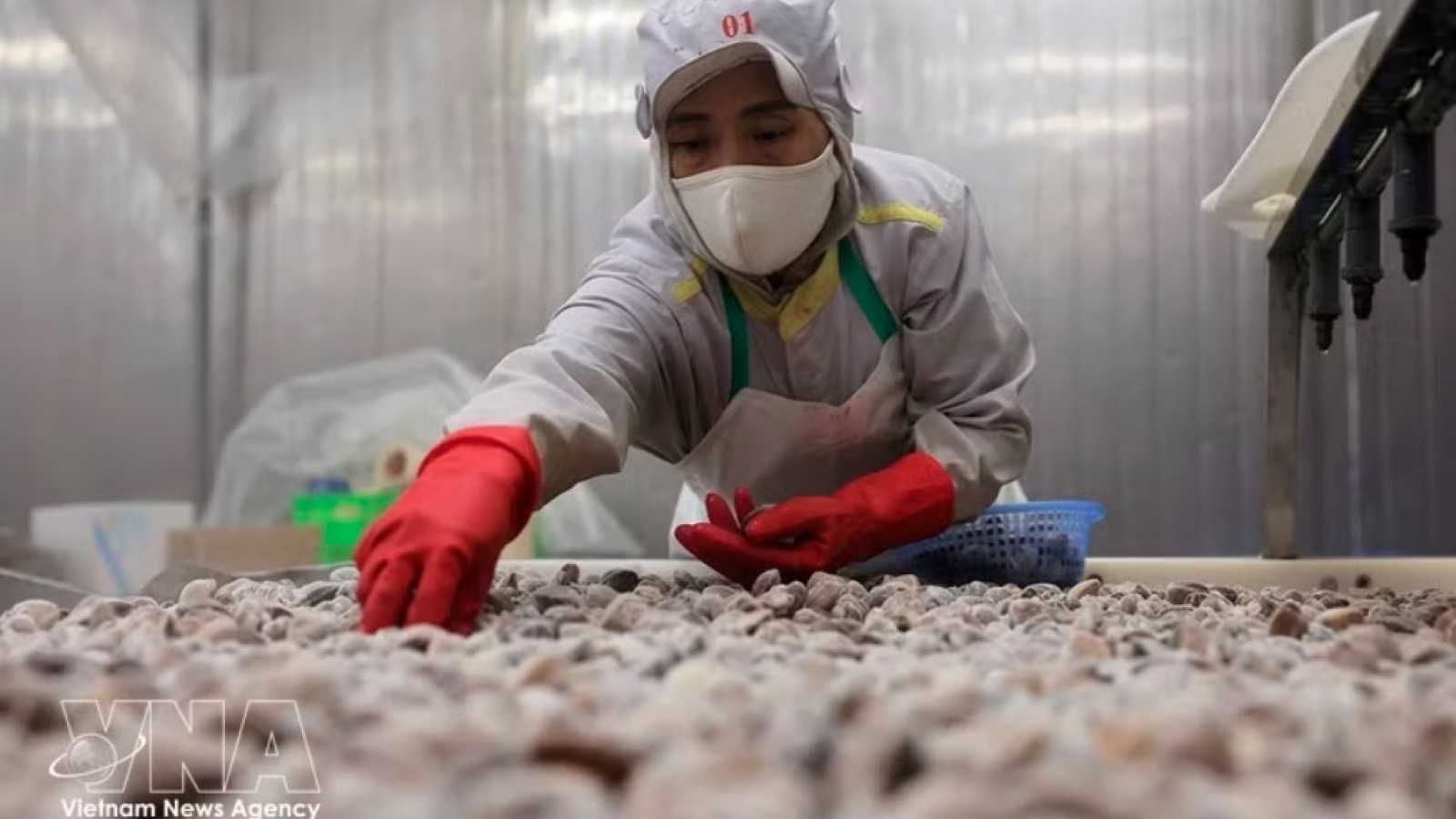 VASEP orders emergency compliance after US puts Vietnam on top IP watch list