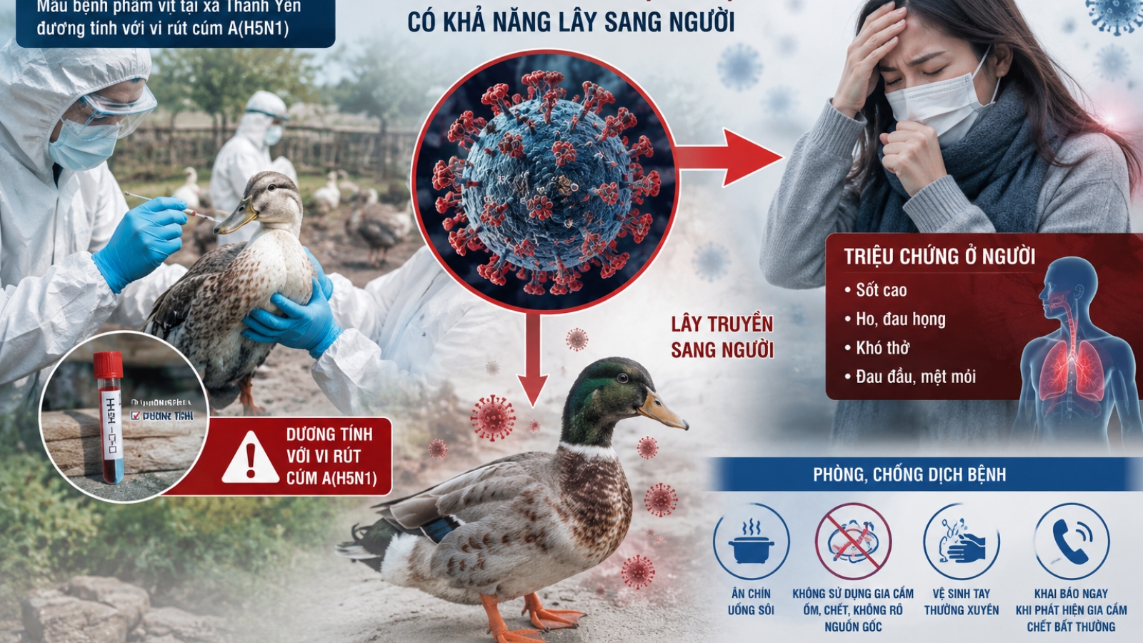 Điện Biên siết chặt công tác phòng, chống cúm gia cầm A(H5N1)